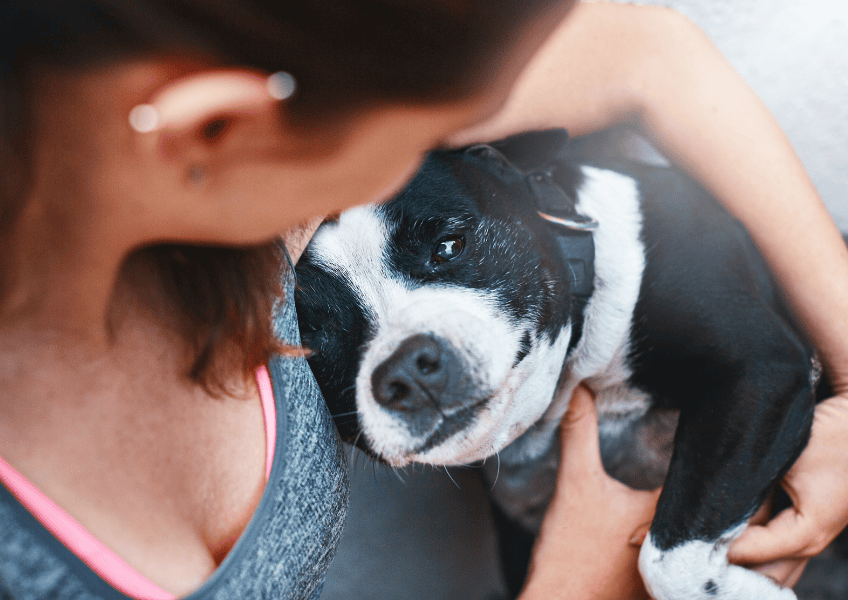 How do pets improve mental health? Dog looking at their owner.