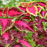 Forskolin